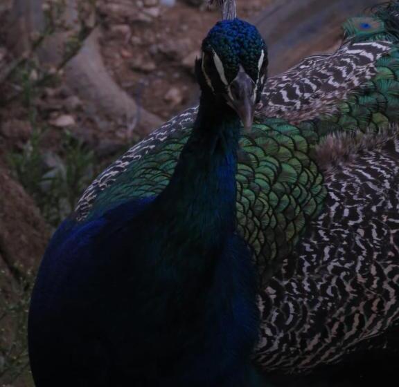 پانسیون Hostel Paraiso De Colores