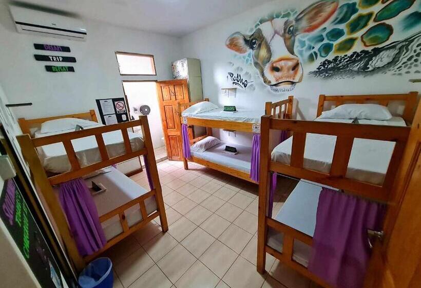 פנסיון Slow Monkey Hostel