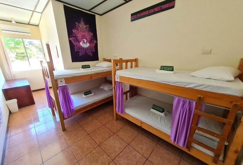 פנסיון Slow Monkey Hostel