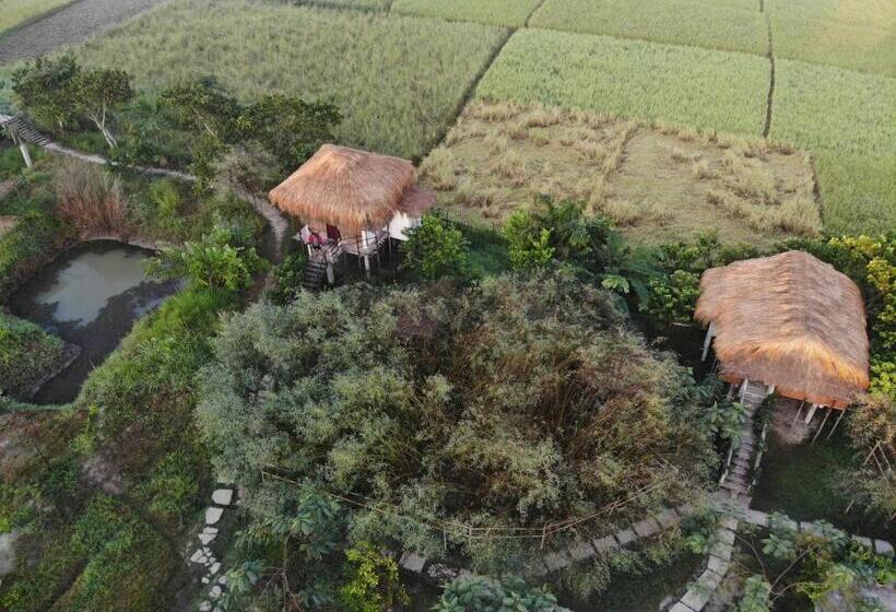 منتجع Paddy Shed