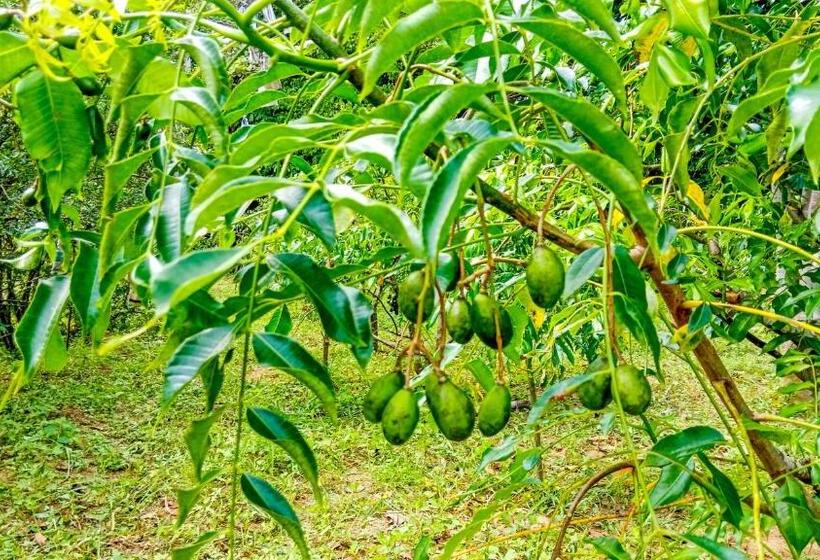 Ceylon Amigos Eco Resort