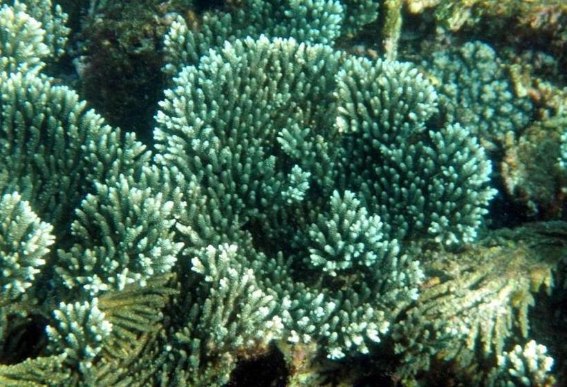 ホテル Pearl Star Beach Resort