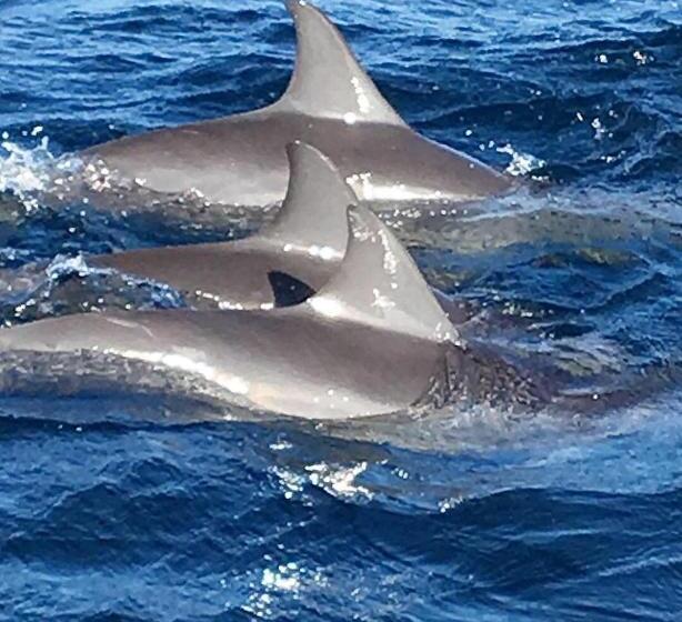 ホテル Pearl Star Beach Resort