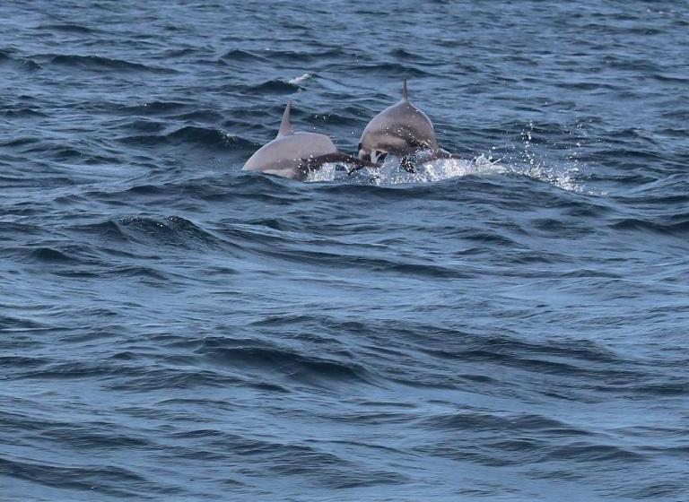 ホテル Pearl Star Beach Resort