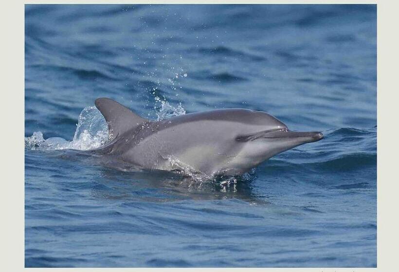 ホテル Pearl Star Beach Resort