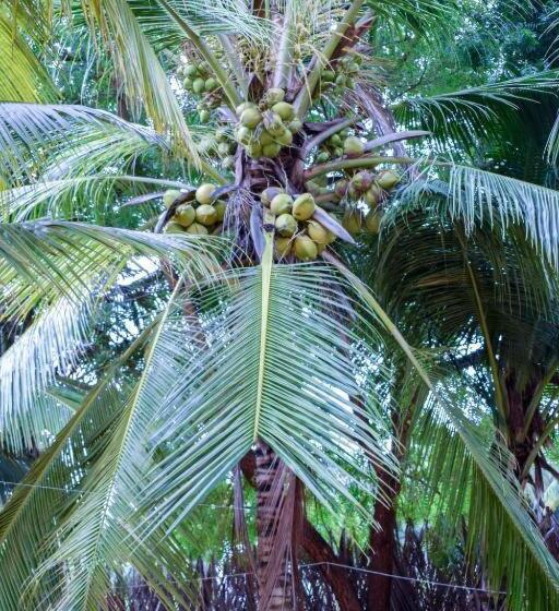 ホテル Pearl Star Beach Resort