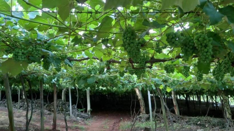 פנסיון Pousada Imcasa 430