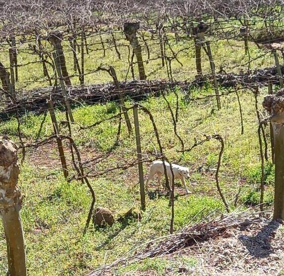 פנסיון Pousada Imcasa 430