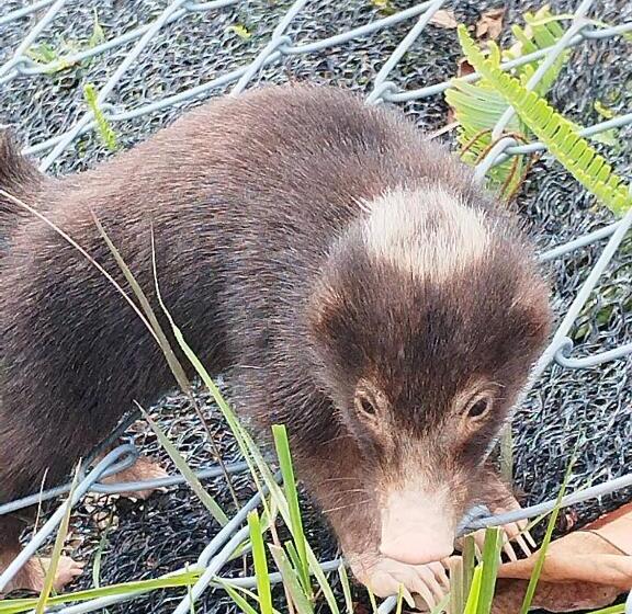 Hostel Castaway Native Huts