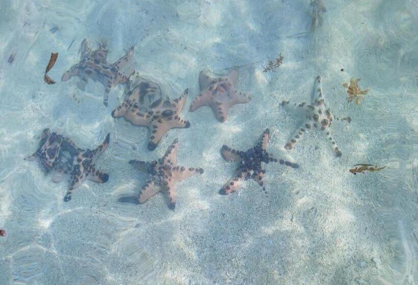 Hostel Castaway Native Huts