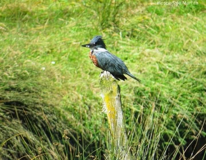 הוסטל Hospedaje Martita