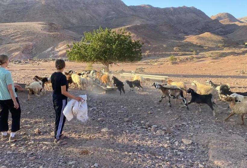 تختخواب و صبحانه Bedouin Home. Stay And Guiding