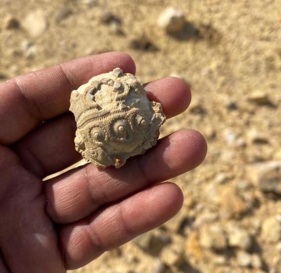 تختخواب و صبحانه Bedouin Home. Stay And Guiding