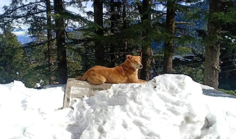 Общежитие Forest Vibes Kalatop Rooms Restaurant