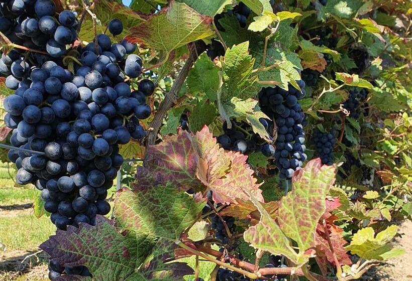 בית מלון כפרי Dolgesheim