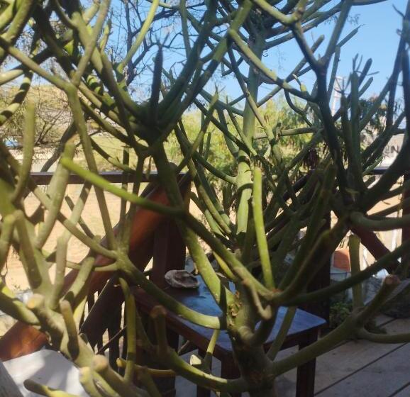 בית מלון כפרי Surf Camp   Máncora