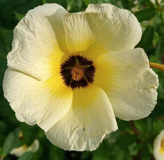 펜션 Hospedaje Familar Campestre Villa Alondra