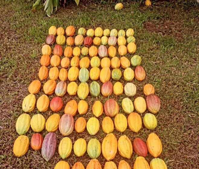 مبيت وإفطار Cacahua Paradise Lodge, Río Celeste