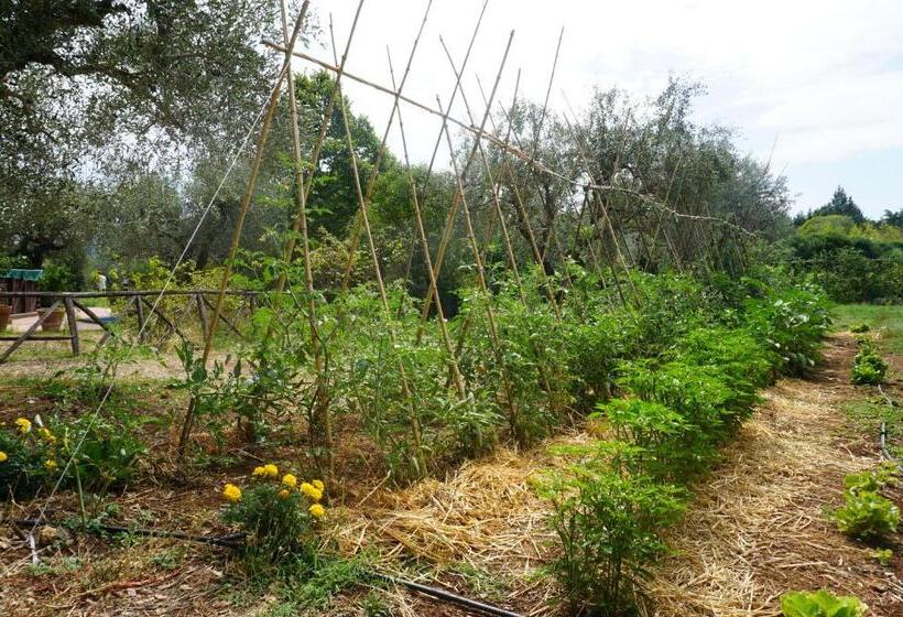 בית מלון כפרי Agriturismo La Romanella