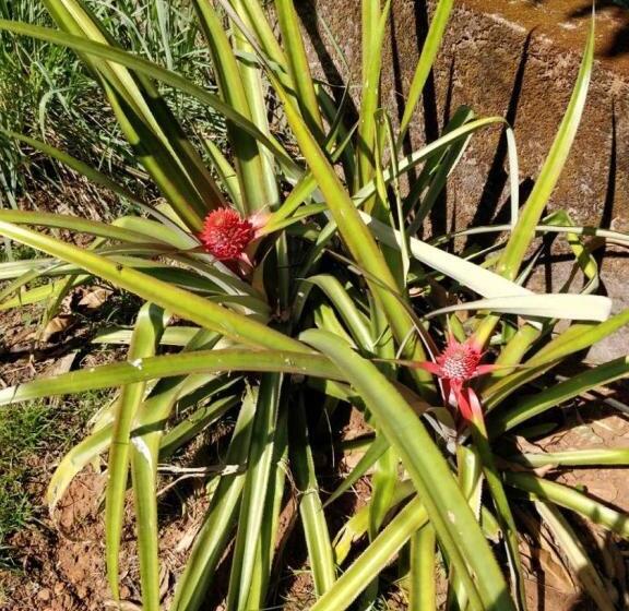 בית מלון כפרי Sneha Farm House,kudal