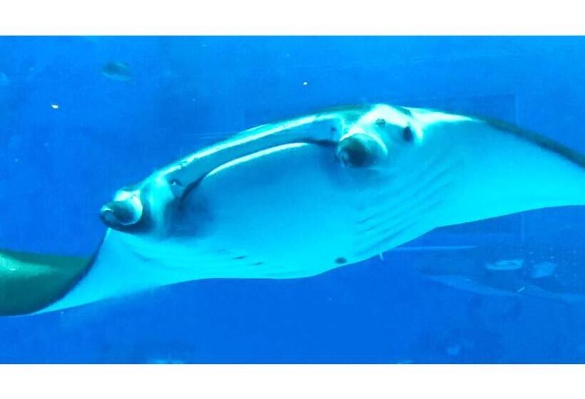 بنسيون Umi To Hoshizora No Chisana Yado Wassa Wassa   Vacation Stay 86554v