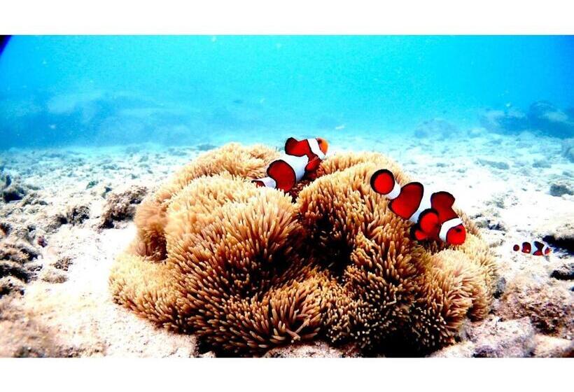 بنسيون Umi To Hoshizora No Chisana Yado Wassa Wassa   Vacation Stay 86554v