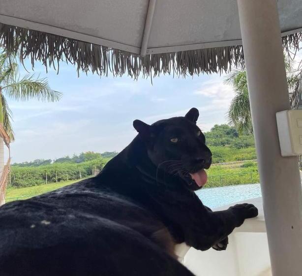 Safari Hotel And Villas Vigan City Ilocos Sur