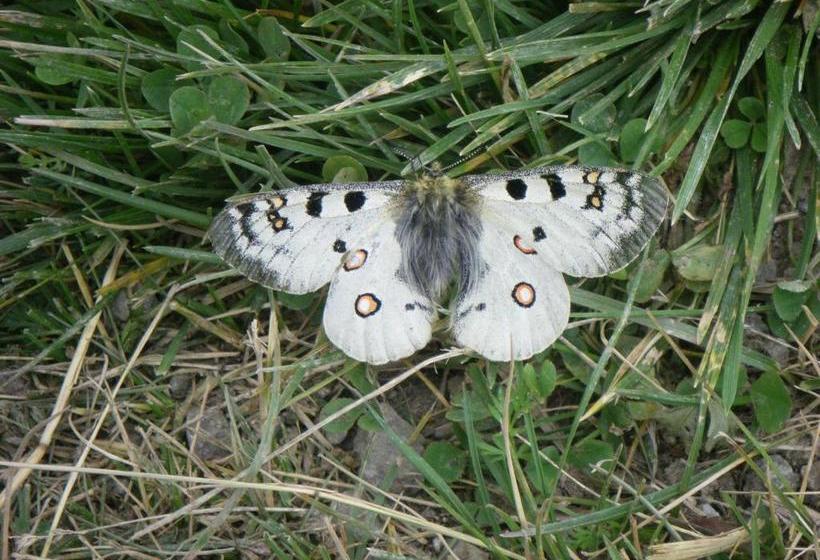 호텔 Apart Astrid - Schishop