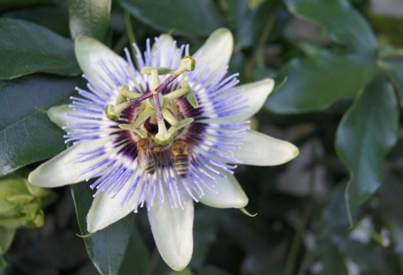 호텔 Apart Montana