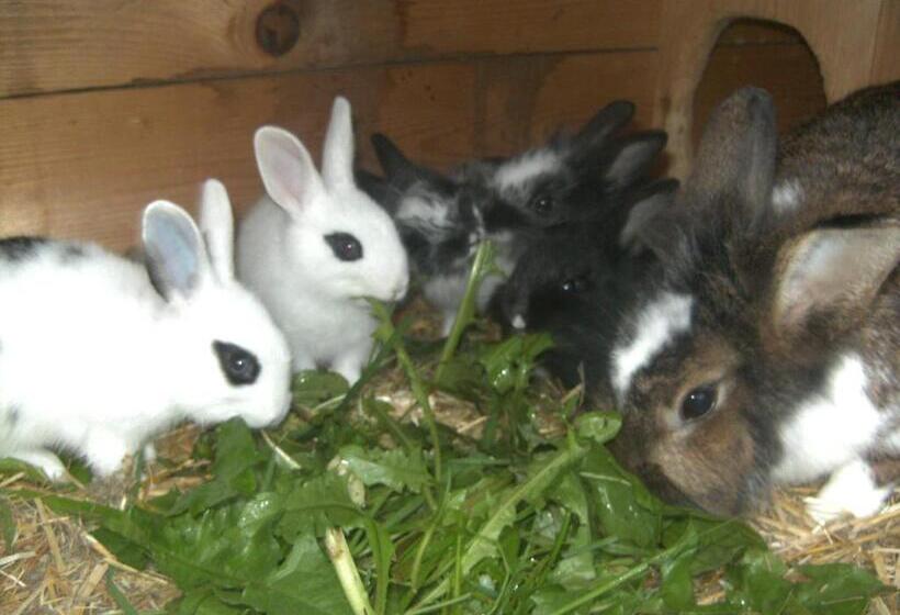 فندق Biobauernhof Windbachgut