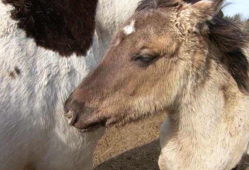 ホテル Espi Stables Ferienhof Esterhammer