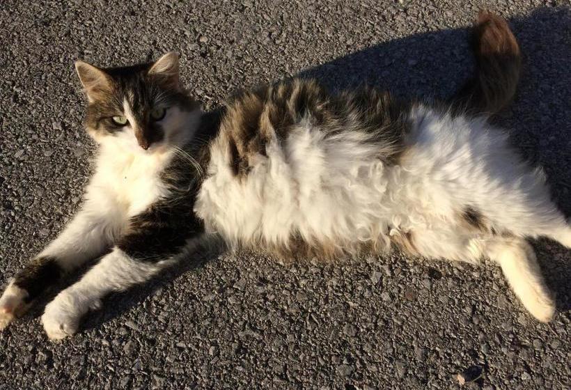 בית מלון כפרי Ferienstadl Hammerau