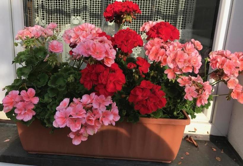 ホテル Haus Goehringer