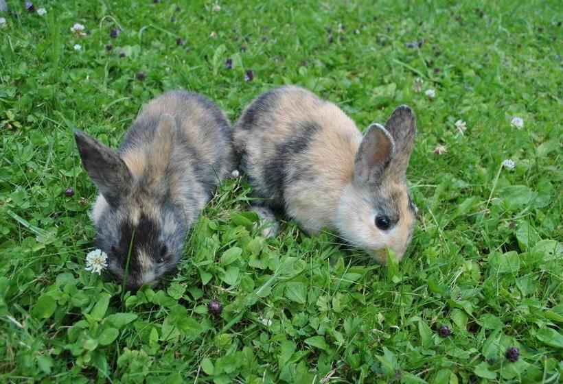 Отель Prentnergut