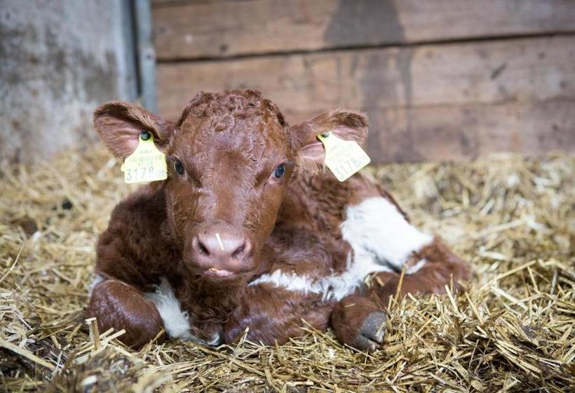 Отель Prentnergut