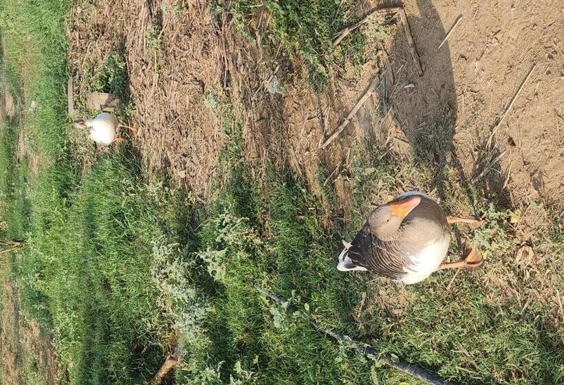 Отель Bostan Farm