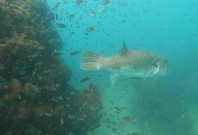 Отель Dreamer Of The Sea