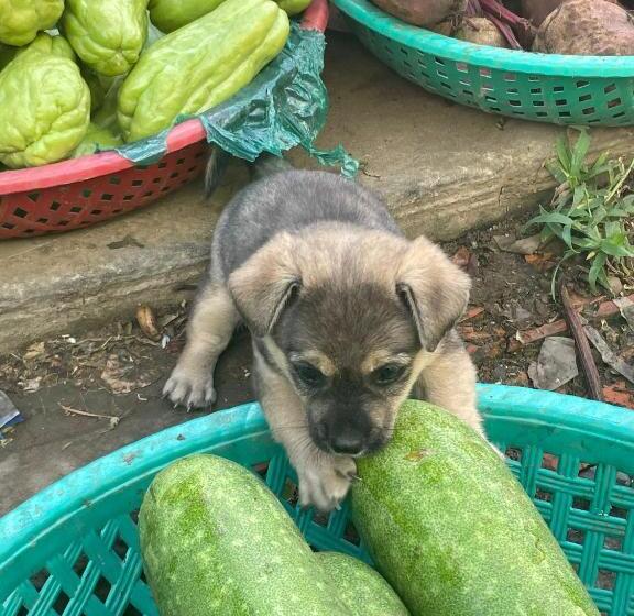 هاستل Mekong Delta Official