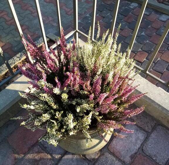 צימר Birgittagården   Gästhem   Birgittasystrarna