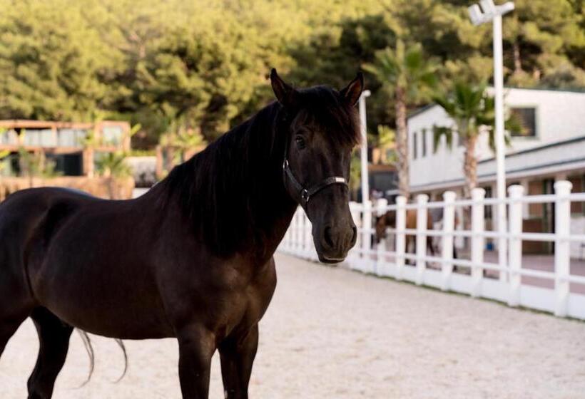 Отель Asha Country