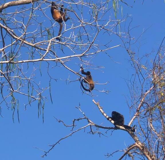 호텔 Cabañas El Robalero Pedasí
