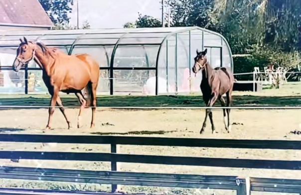 펜션 L Arche De Noé