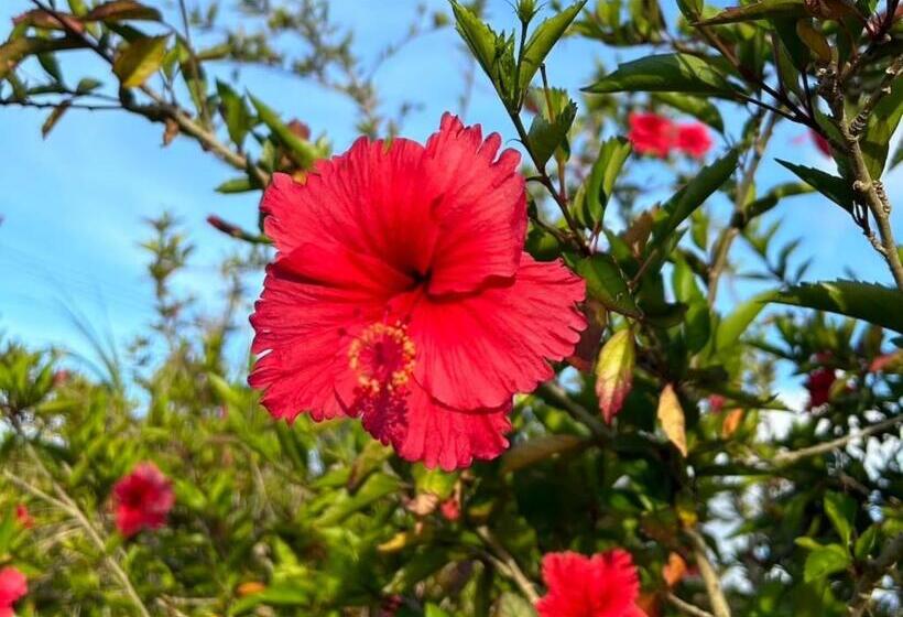 فندق Moriya Iriomote   Vacation Stay 08888v