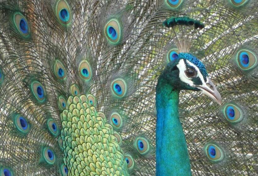 ホテル Wild Animal Viewpoint Udawalwe