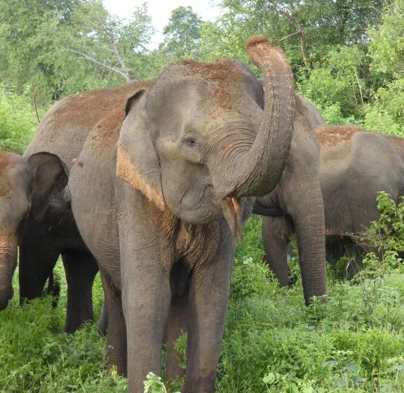 ホテル Wild Animal Viewpoint Udawalwe