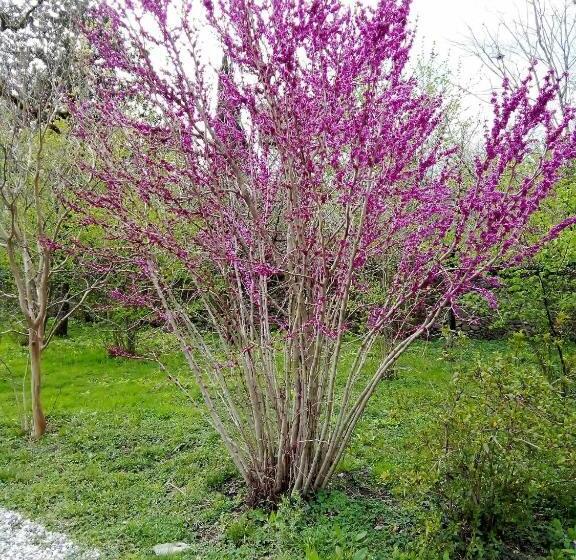 پانسیون Guesthouse Lasha