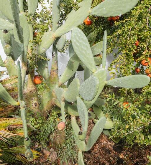 Общежитие Alojamiento El Monasterio