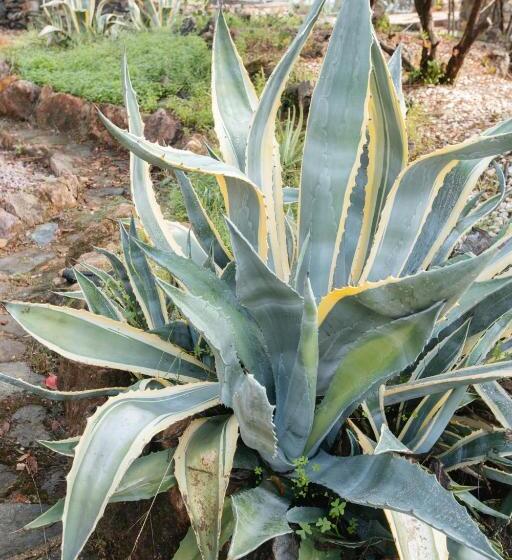 Общежитие Alojamiento El Monasterio