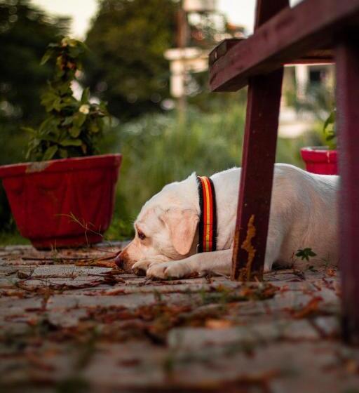 منتجع Campong Nature Retreat