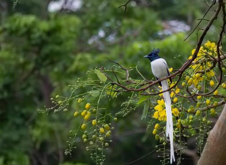 منتجع Campong Nature Retreat